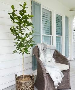 Brighter Blooms House & Patio Meyer Lemon Tree