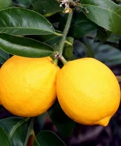 Brighter Blooms New Trees Meyer Lemon Tree