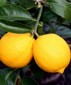 Brighter Blooms Meyer Lemon Bush House & Patio 8 Brighter Blooms Meyer Lemon Bush House & Patio