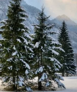 Brighter Blooms Meyer Spruce Tree 7 Brighter Blooms Meyer Spruce Tree