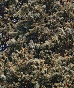 Brighter Blooms Meyer Spruce Tree 6 Brighter Blooms Meyer Spruce Tree