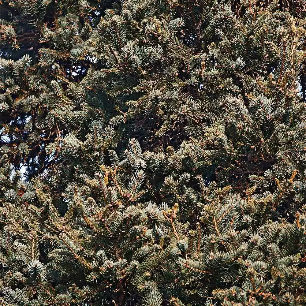 Brighter Blooms Meyer Spruce Tree 3 Brighter Blooms Meyer Spruce Tree