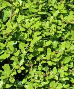 Brighter Blooms Shrubs & Hedges Micron® Holly Shrub 7 Brighter Blooms Shrubs & Hedges Micron® Holly Shrub