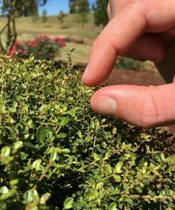 Brighter Blooms Shrubs & Hedges Micron® Holly Shrub