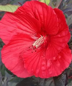 Brighter Blooms Midnight Marvel Hardy Hibiscus 7 Brighter Blooms Midnight Marvel Hardy Hibiscus