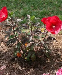 Brighter Blooms Midnight Marvel Hardy Hibiscus 9 Brighter Blooms Midnight Marvel Hardy Hibiscus