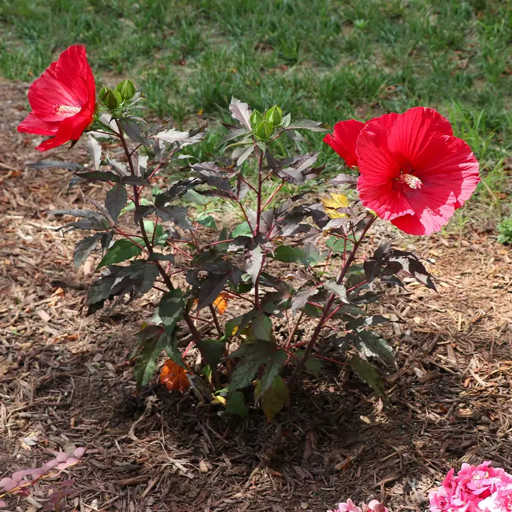 Brighter Blooms Midnight Marvel Hardy Hibiscus 5 Brighter Blooms Midnight Marvel Hardy Hibiscus