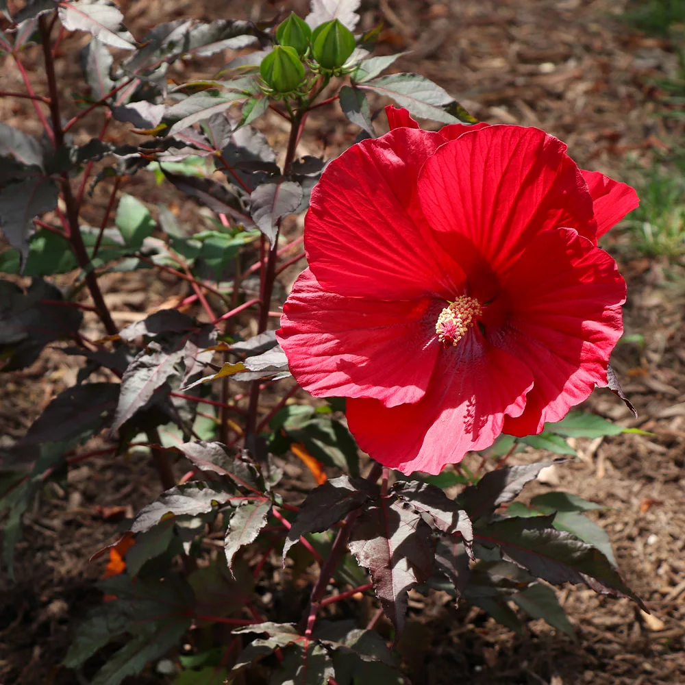 Brighter Blooms Midnight Marvel Hardy Hibiscus 2 Brighter Blooms Midnight Marvel Hardy Hibiscus