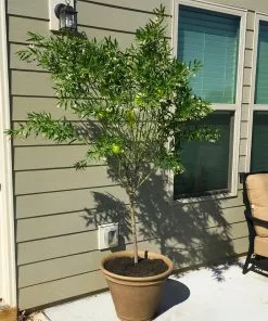 Brighter Blooms White Milkweed Tree 8 Brighter Blooms White Milkweed Tree