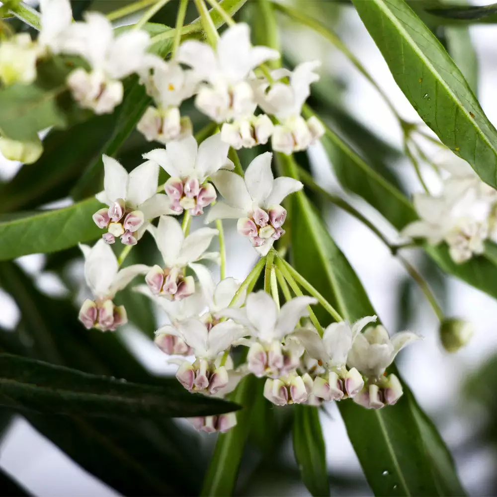 Brighter Blooms White Milkweed Tree 4 Brighter Blooms White Milkweed Tree