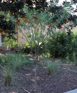 Brighter Blooms White Milkweed Tree 11 Brighter Blooms White Milkweed Tree