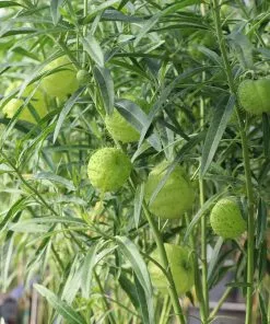 Brighter Blooms White Milkweed Tree 10 Brighter Blooms White Milkweed Tree