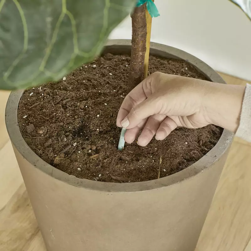 Brighter Blooms Fertilizers & Soil Additives MiracleGro - Houseplant Spikes 7 Brighter Blooms Fertilizers & Soil Additives MiracleGro - Houseplant Spikes