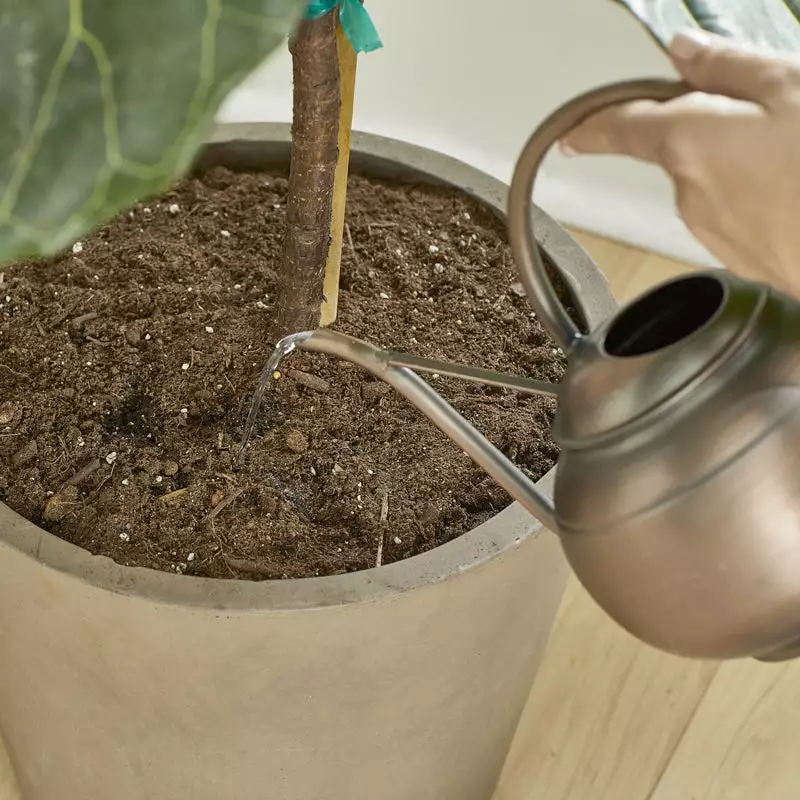 Brighter Blooms Fertilizers & Soil Additives MiracleGro - Houseplant Spikes 8 Brighter Blooms Fertilizers & Soil Additives MiracleGro - Houseplant Spikes