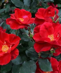 Brighter Blooms Miracle On The Hudson™ Rose Tree