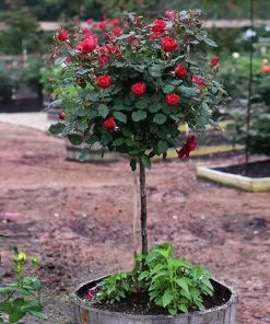 Brighter Blooms Miracle On The Hudson™ Rose Tree