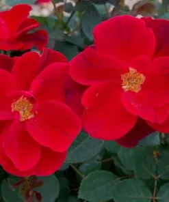 Brighter Blooms Roses Miracle On The Hudson™ Rose