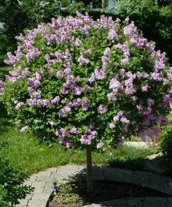 Brighter Blooms Miss Kim Lilac Tree Lilac Shrubs