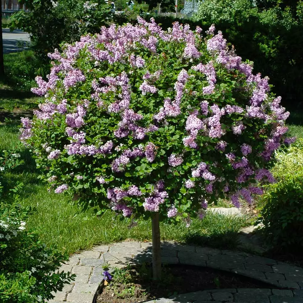 Brighter Blooms Miss Kim Lilac Tree Lilac Shrubs 2 Brighter Blooms Miss Kim Lilac Tree Lilac Shrubs