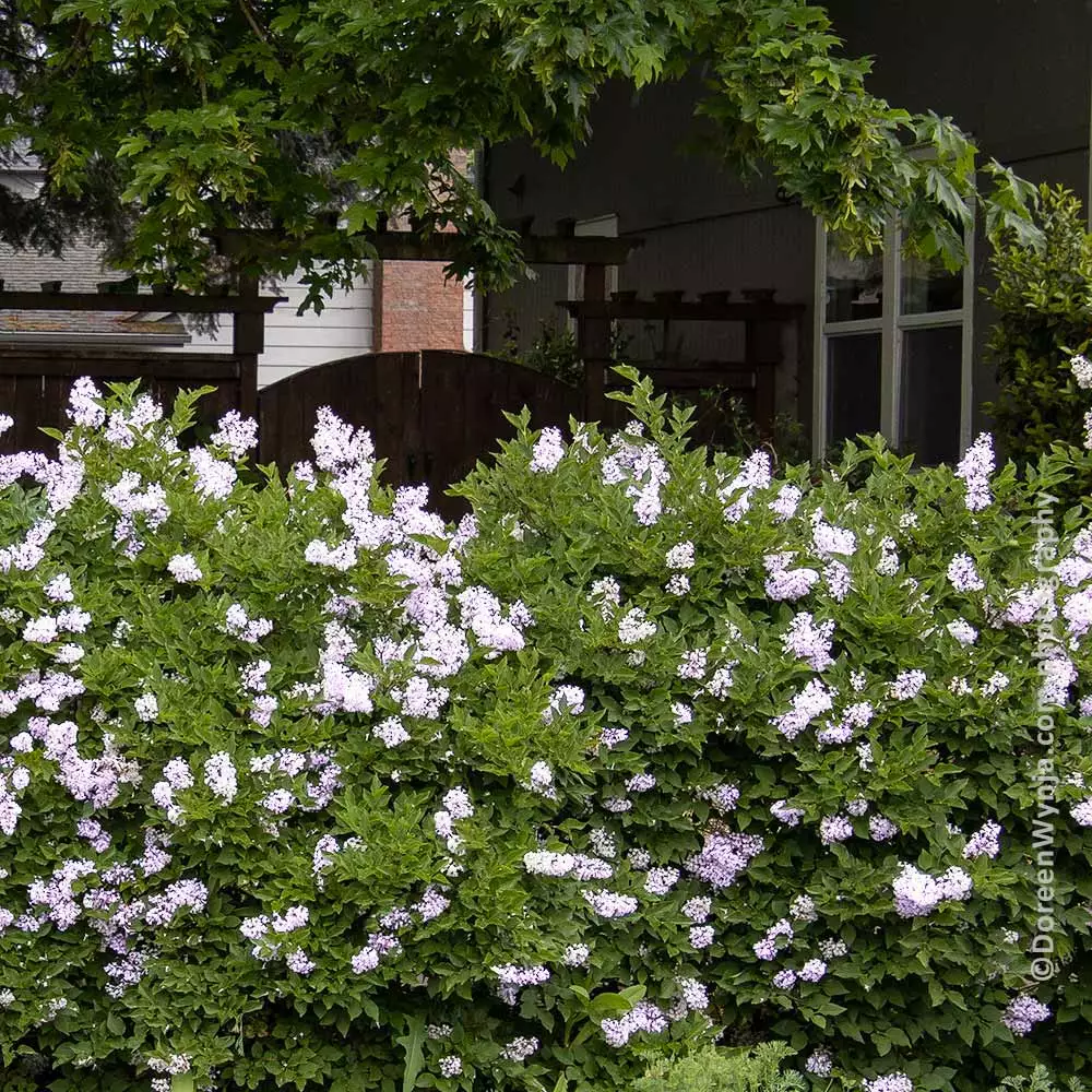 Brighter Blooms Miss Kim Lilac Shrub 3 Brighter Blooms Miss Kim Lilac Shrub