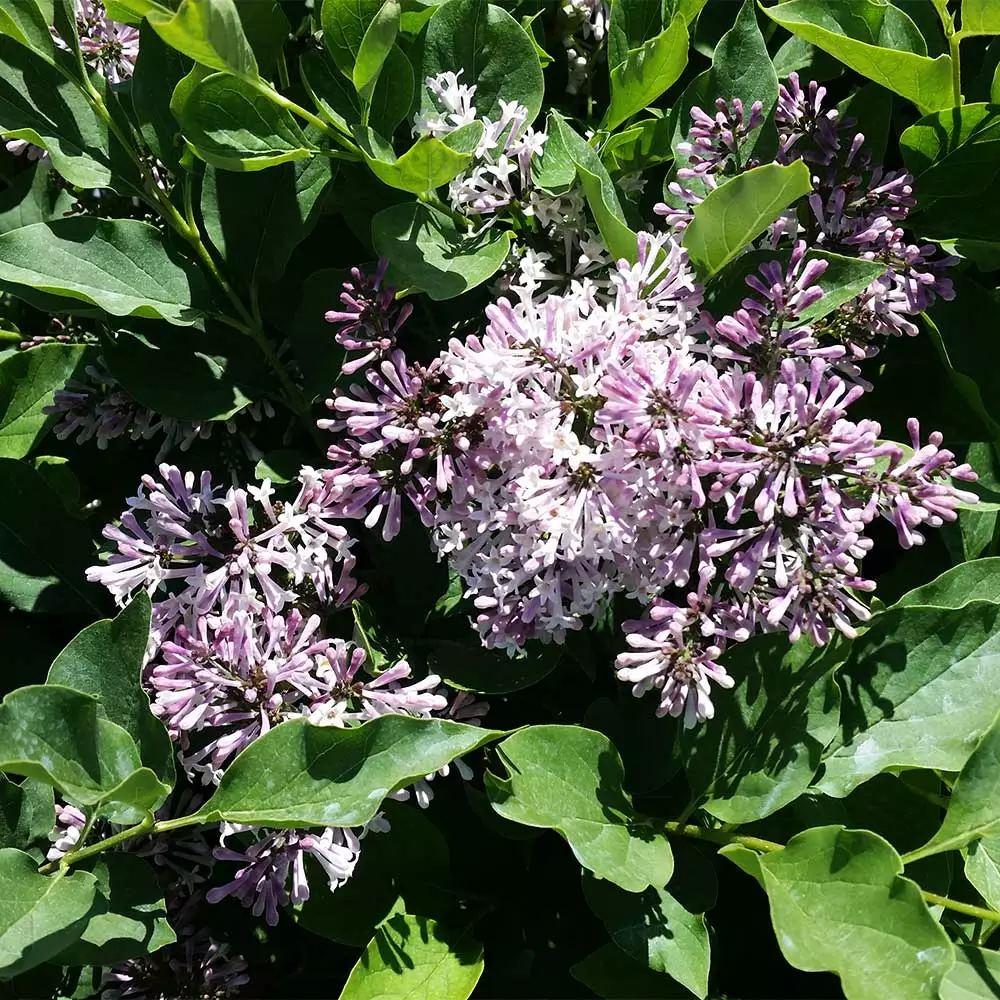 Brighter Blooms Miss Kim Lilac Tree Lilac Shrubs 3 Brighter Blooms Miss Kim Lilac Tree Lilac Shrubs