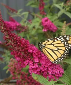 Brighter Blooms Shrubs & Hedges Miss Molly Butterfly Bush