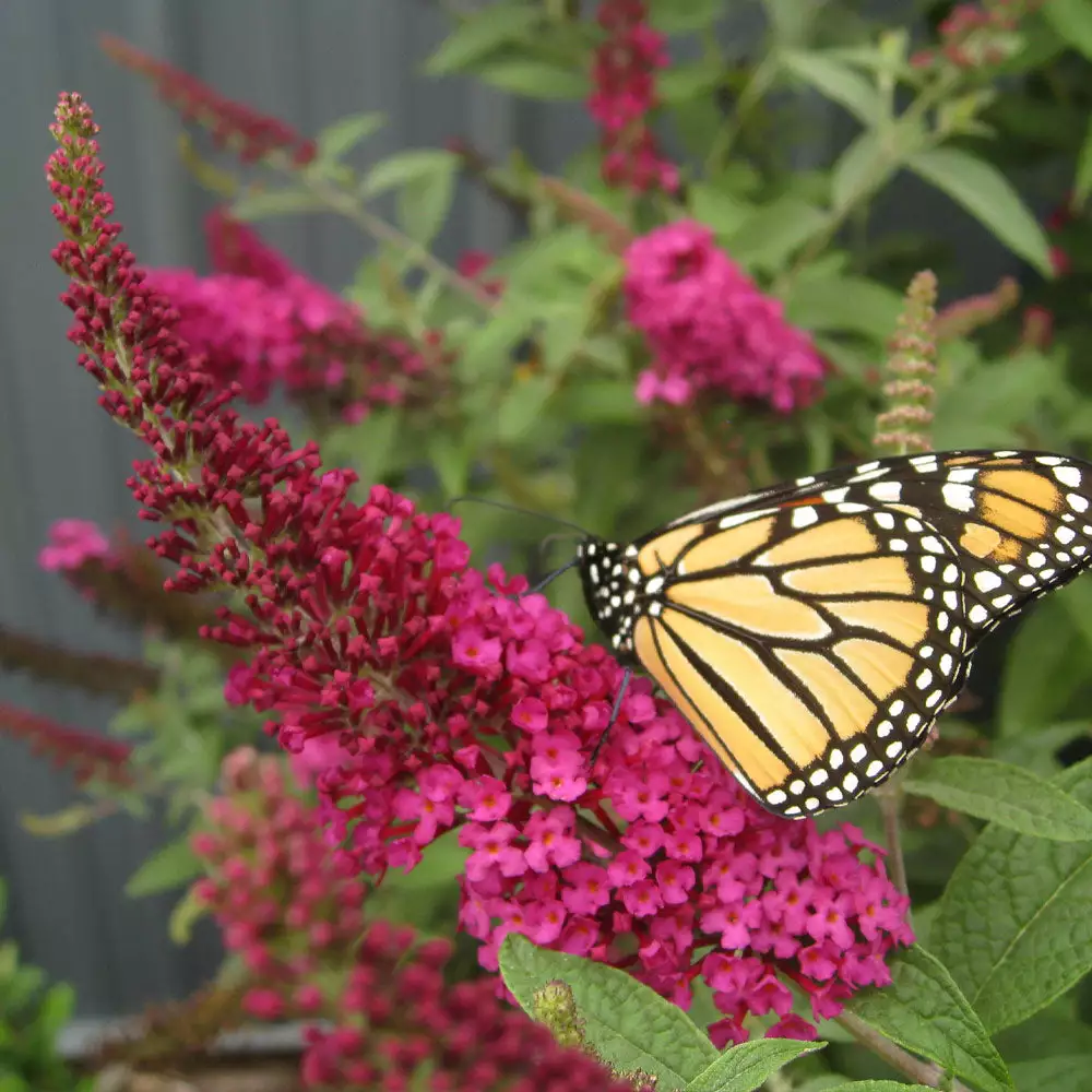 Brighter Blooms Shrubs & Hedges Miss Molly Butterfly Bush 2 Brighter Blooms Shrubs & Hedges Miss Molly Butterfly Bush