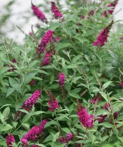 Brighter Blooms Shrubs & Hedges Miss Molly Butterfly Bush 8 Brighter Blooms Shrubs & Hedges Miss Molly Butterfly Bush