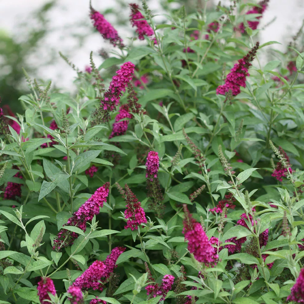 Brighter Blooms Shrubs & Hedges Miss Molly Butterfly Bush 4 Brighter Blooms Shrubs & Hedges Miss Molly Butterfly Bush