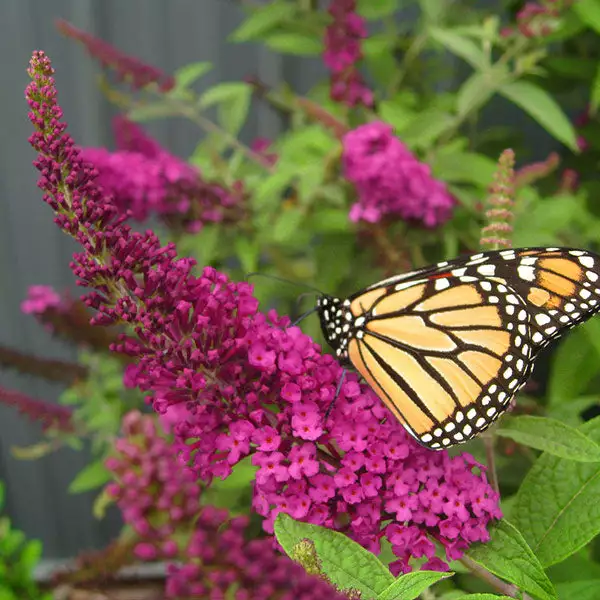 Brighter Blooms Shrubs & Hedges Miss Molly Butterfly Bush 1 Brighter Blooms Shrubs & Hedges Miss Molly Butterfly Bush