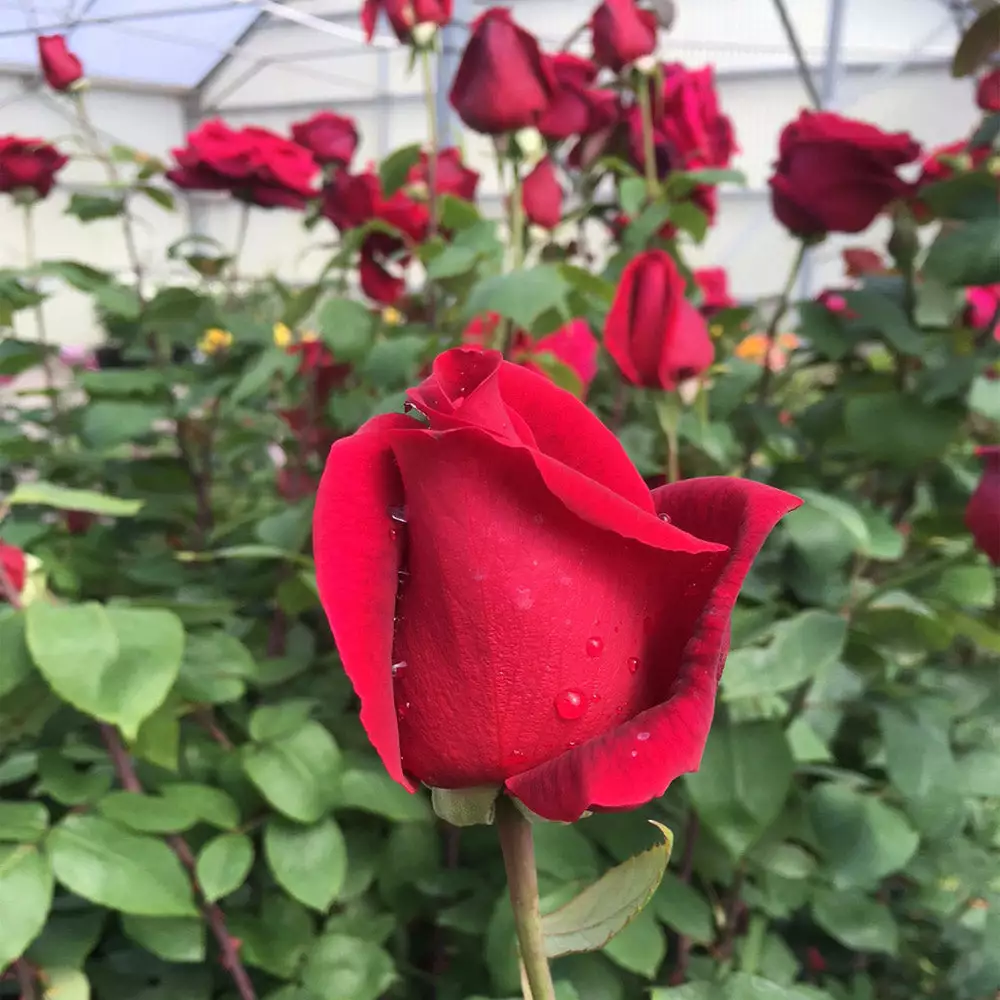 Brighter Blooms Roses Mister Lincoln Rose 2 Brighter Blooms Roses Mister Lincoln Rose