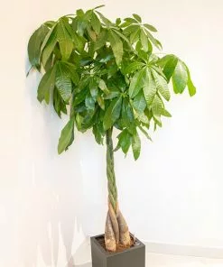 Brighter Blooms SHOP ALL Money Tree