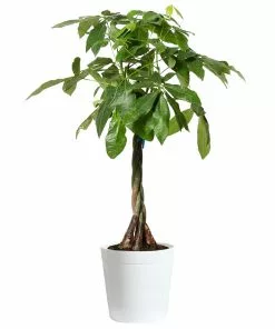 Brighter Blooms SHOP ALL Money Tree 13 Brighter Blooms SHOP ALL Money Tree