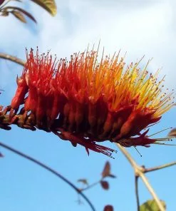 Brighter Blooms Shrubs & Hedges Monkey's Brush Plant