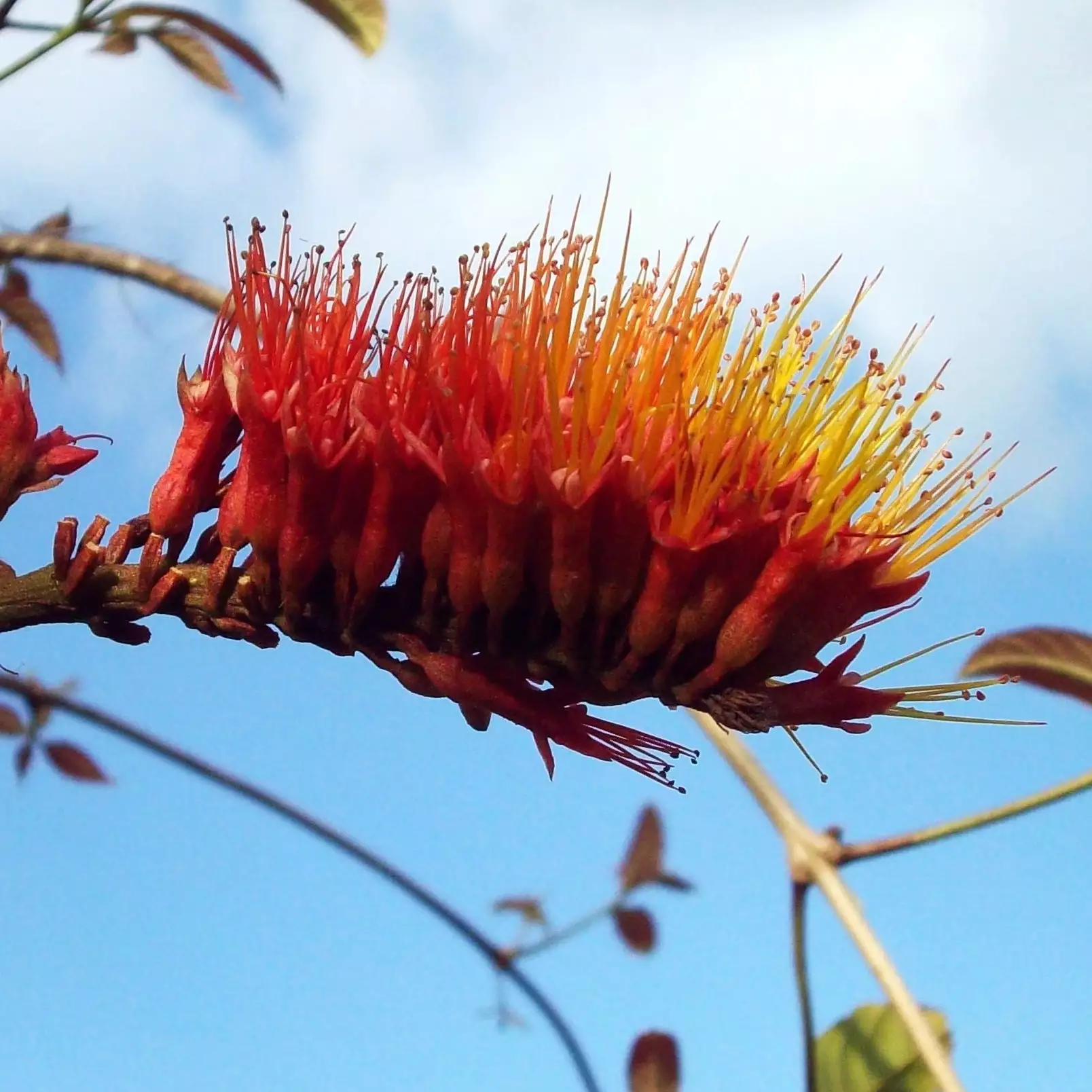 Brighter Blooms Shrubs & Hedges Monkey's Brush Plant 2 Brighter Blooms Shrubs & Hedges Monkey's Brush Plant