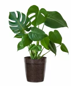 Brighter Blooms House & Patio Monstera (Swiss Cheese Plant) 16 Brighter Blooms House & Patio Monstera (Swiss Cheese Plant)