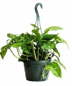 Brighter Blooms Monstera Adansonii Plant 13 Brighter Blooms Monstera Adansonii Plant