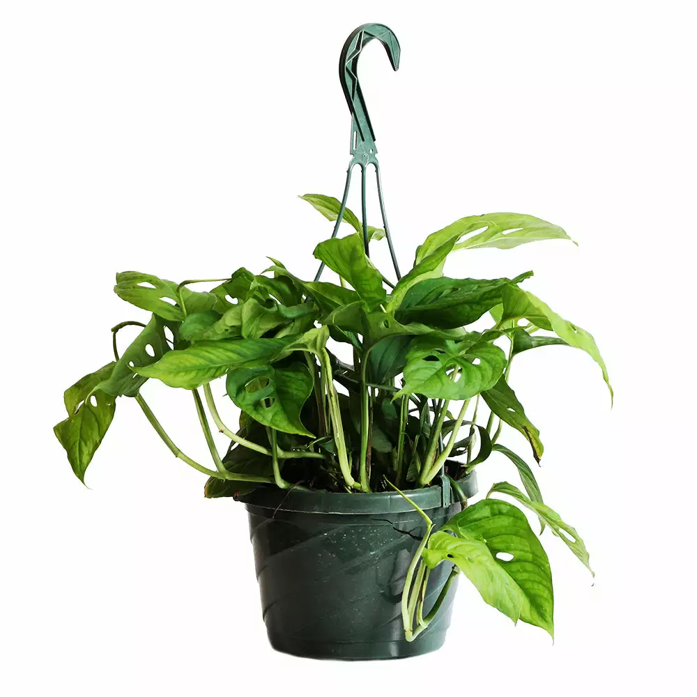 Brighter Blooms Monstera Adansonii Plant 4 Brighter Blooms Monstera Adansonii Plant