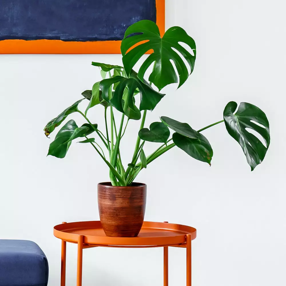 Brighter Blooms Monstera Deliciosa And Fiddle Leaf Fig Combo House & Patio 4 Brighter Blooms Monstera Deliciosa And Fiddle Leaf Fig Combo House & Patio