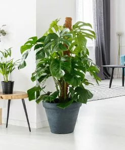 Brighter Blooms House & Patio Monstera (Swiss Cheese Plant) 15 Brighter Blooms House & Patio Monstera (Swiss Cheese Plant)