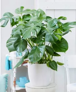 Brighter Blooms House & Patio Monstera (Swiss Cheese Plant)