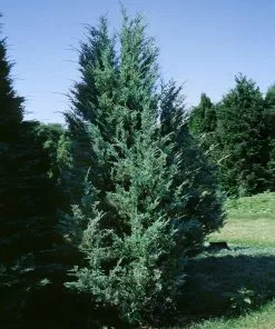 Brighter Blooms Moonglow Juniper Tree Evergreen & Privacy