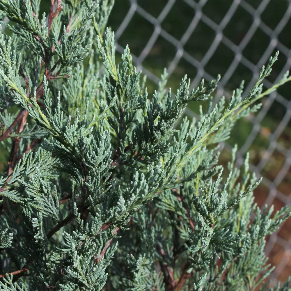 Brighter Blooms Moonglow Juniper Tree Evergreen & Privacy 3 Brighter Blooms Moonglow Juniper Tree Evergreen & Privacy