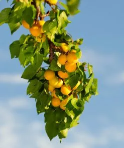 Brighter Blooms SHOP ALL Moorpark Apricot Tree