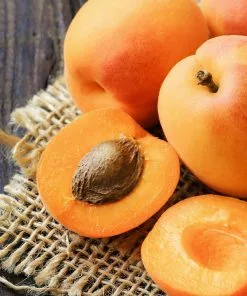 Brighter Blooms SHOP ALL Moorpark Apricot Tree 7 Brighter Blooms SHOP ALL Moorpark Apricot Tree