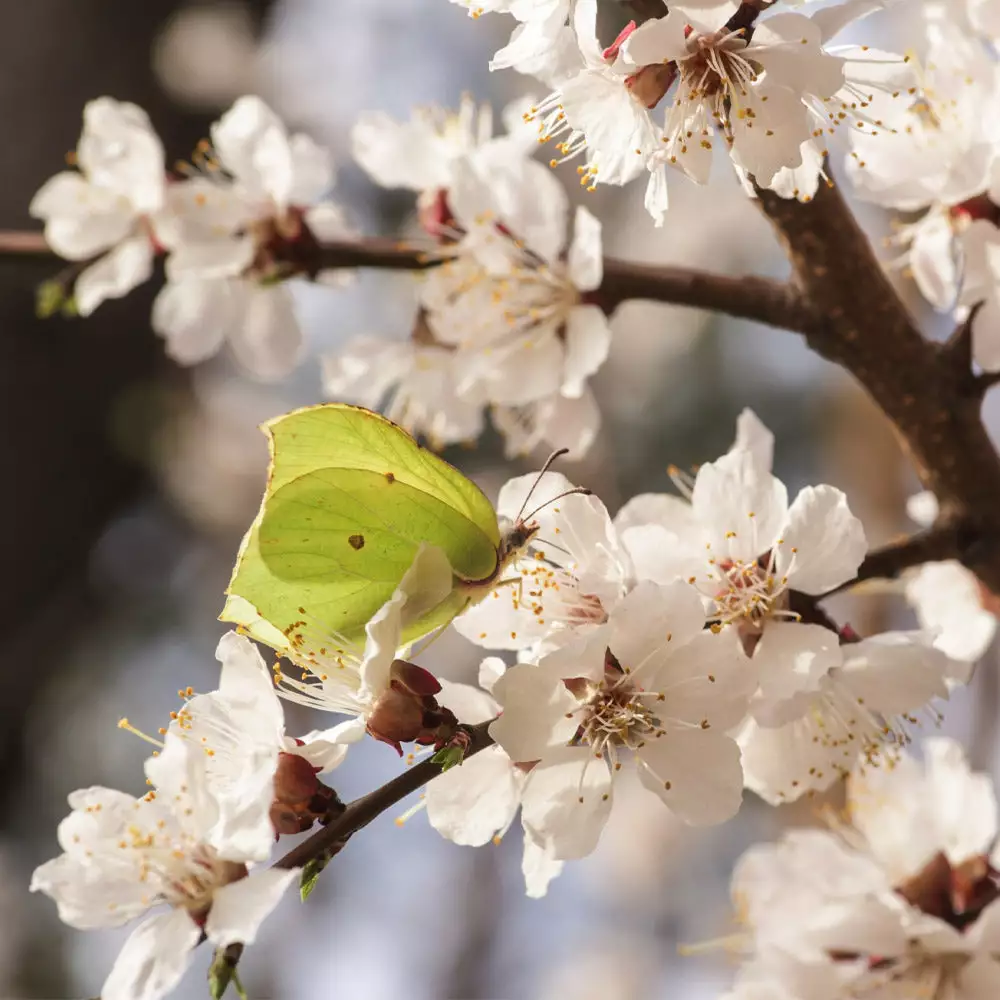Brighter Blooms SHOP ALL Moorpark Apricot Tree 3 Brighter Blooms SHOP ALL Moorpark Apricot Tree