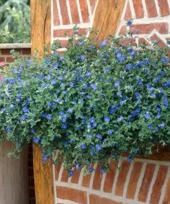 Brighter Blooms Blue Daze Morning Glory Shrub SHOP ALL