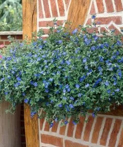 Brighter Blooms Blue Daze Morning Glory Shrub SHOP ALL