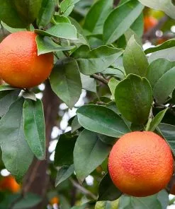 Brighter Blooms Fruit Trees Blood Orange Tree 7 Brighter Blooms Fruit Trees Blood Orange Tree