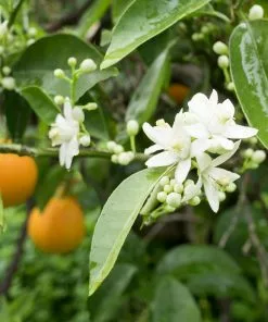 Brighter Blooms Fruit Trees Blood Orange Tree 8 Brighter Blooms Fruit Trees Blood Orange Tree